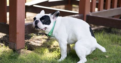 is dog poop fertilizer|5 Reasons Why Dog Poop Doesn’t Make Good Fertilizer.